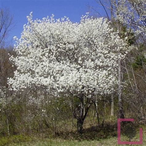 Amelanchier Canadensis Prince William Cesp Vivai Marche