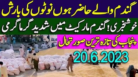 Wheat Price In Punjab Pakistan Wheat Update Today Gundam Ka