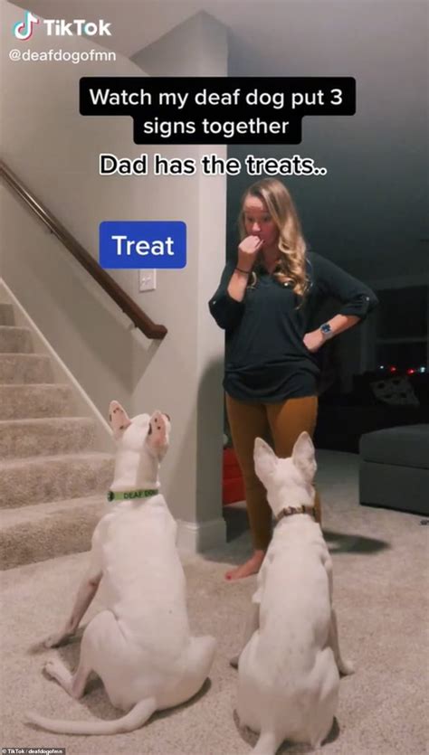 Deaf Rescue Dog Goes Viral On Tiktok For Understanding Sign Language