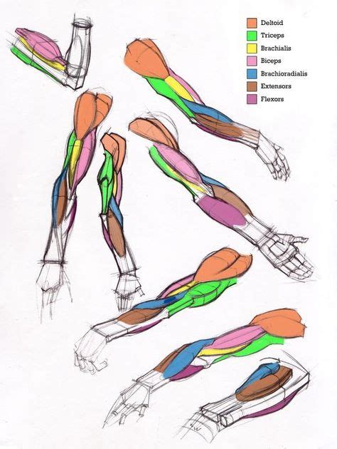 7 Anatomy - Arms ideas | anatomy, arm anatomy, anatomy reference