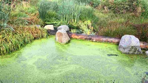 How to Keep Algae Out of Koi Pond: Expert Strategies for a Crystal-Clear Pond