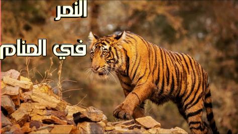 الحيوانات المفترسة النمر في المنامتربية النمور الصغيرة في البيت