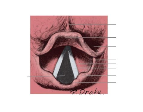 Larynx: Glottis and Epiglottis Quiz