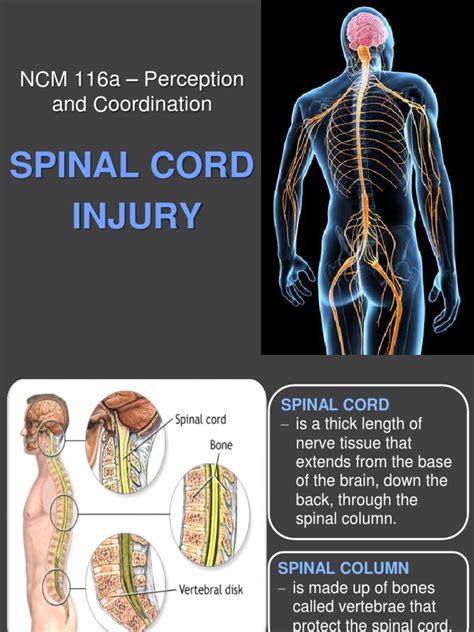 Spinal Cord Injury | PDF