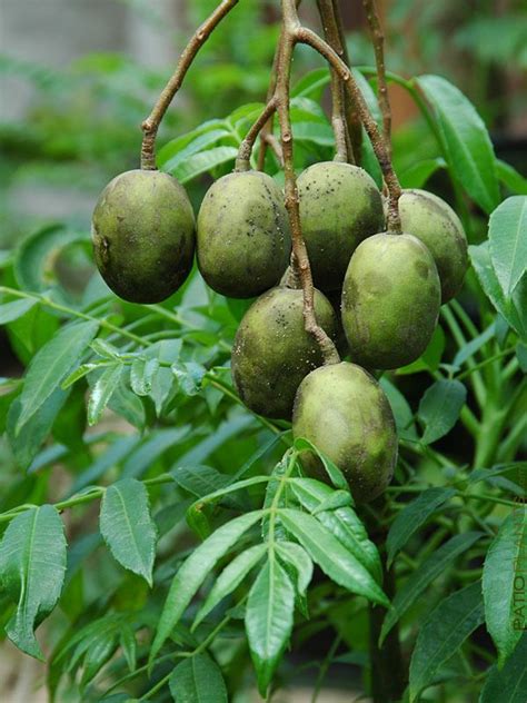 june plum tree for sale - Noe Bain