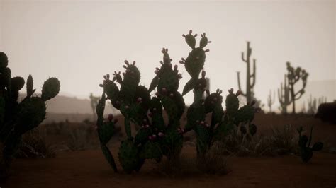 Cacti At Saguaro National Park In Desert Of Stock Motion Graphics SBV ...