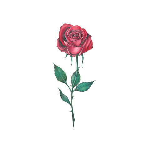 Crimson Rose Tattoo | Realistic Temporary Tattoos – TattooIcon