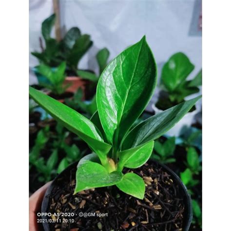 Jual Bibit Anthurium Jemani Daun Tebal Roset Berkarakter Murah Shopee