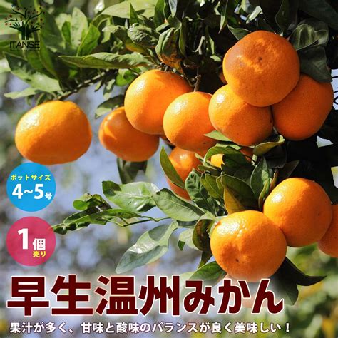 みかんの苗 早生温州みかん【果樹の苗木 4～5号ポット 接木苗／1個売り】｜ 【植物のitanse】全品送料無料・即出荷