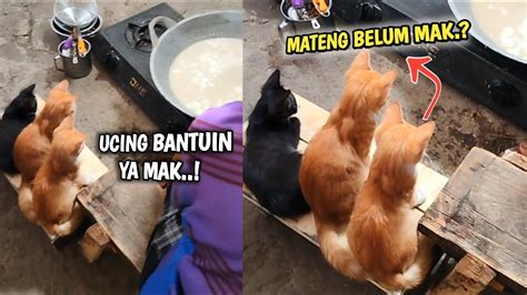 Gemesin Tiga Baby Kucing Ini Berjejer Rapi Banget Nungguin Emak Yang