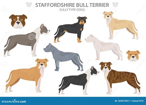 Staffordshire Bull Terrier Colours Pictures