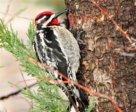 Red Naped Sapsucker Guide Sphyrapicus Nuchalis Birding Insider