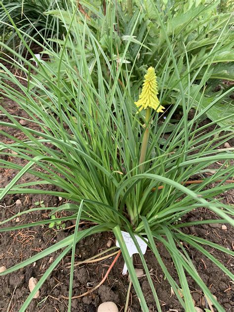 Kniphofia Poco Yellow Tnknipy Pbr Poco Series Andy Gladman