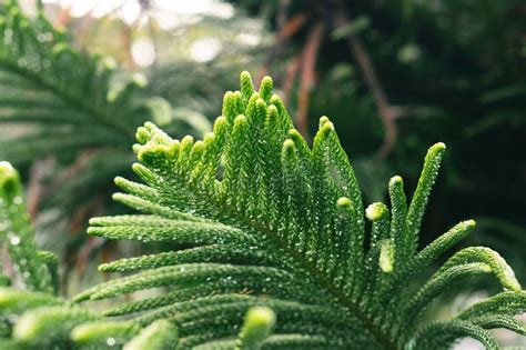 Rain Drop On Close Up Pine Leaf Norfolk Island Pine Araucaria