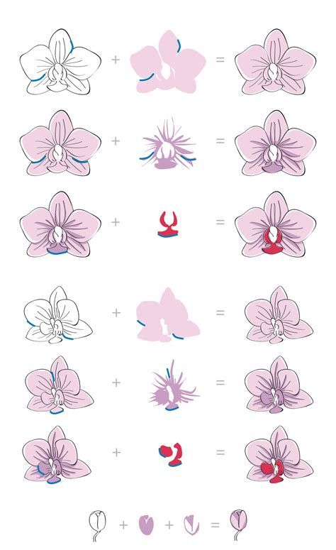 How To Draw An Orchid Easy