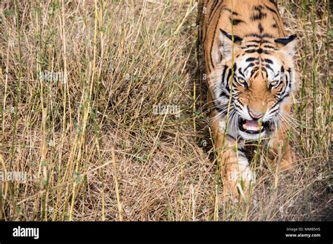 Panthera Tigris Tigris Fotografías E Imágenes De Alta Resolución Alamy