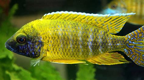 cichlid | Description, Behavior, & Facts | Britannica.com