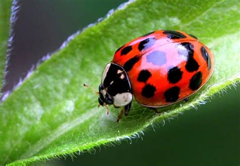 How Long Do Ladybugs Live? – WhatBugIsThat