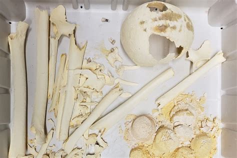 Cremated Body Of Bones