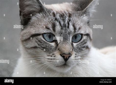 Head of a beautiful grey cat with blue eyes Stock Photo - Alamy