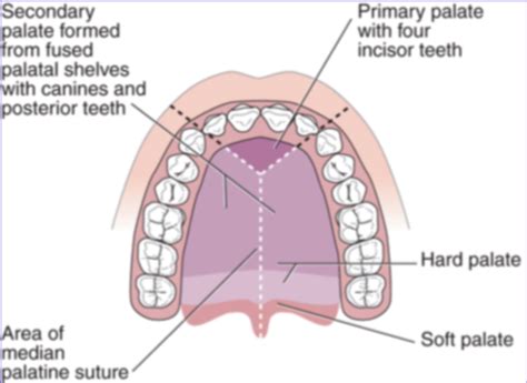 Chap Oral Embryology And Histology Flashcards Quizlet