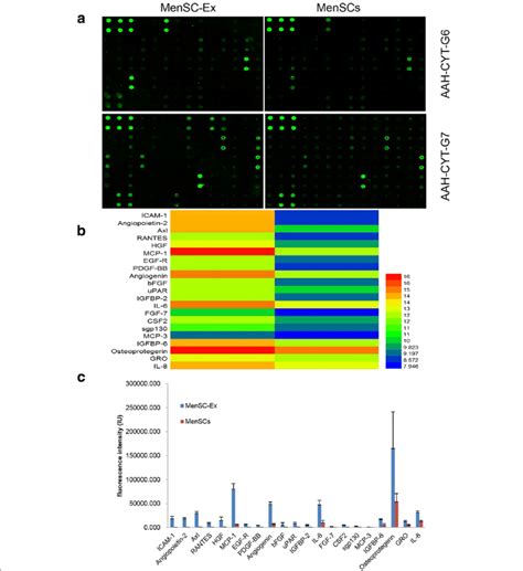 Cytokine Expression In Mensc Ex And Menscs A Representative Array Download Scientific Diagram