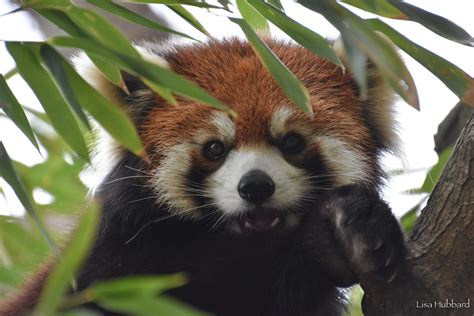 Red Panda Network on Twitter: "RT @CincinnatiZoo: Red pandas have a small, thumb-like bone that ...