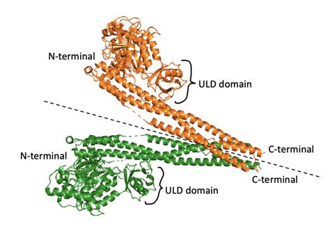 Ikkβ And The Phosphorylation Of Ikbα Inflammations Role In Obesity