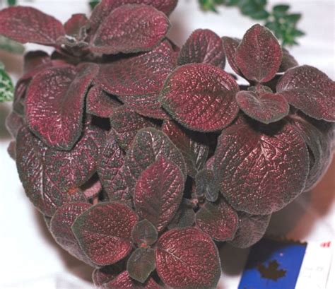 Episcia ‘pink Gator Gesneriad Reference Web