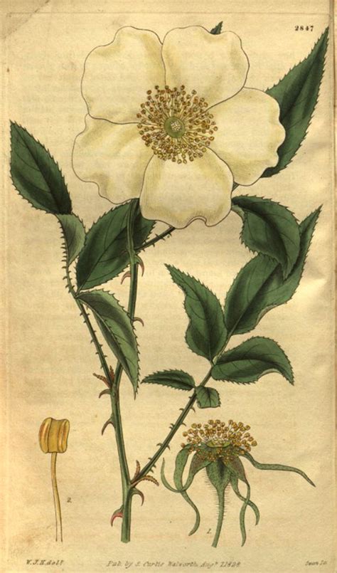 Rosa Laevigata