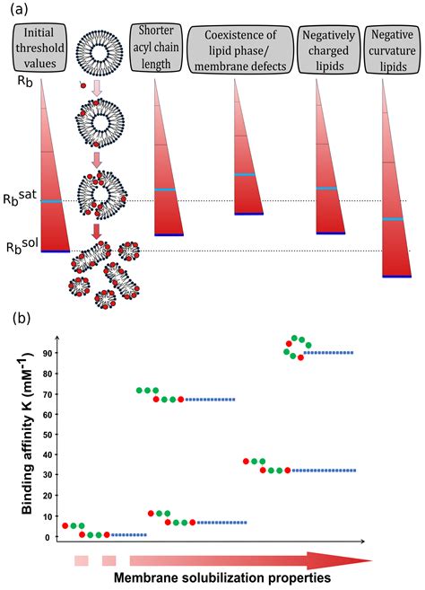 Ijms Free Full Text Added Value Of Biophysics To Study Lipid Driven