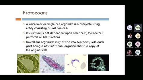 Bio 112 Evolution Of Metazoa Youtube