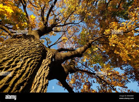 fall foliage New England Stock Photo - Alamy