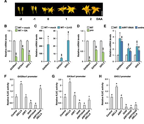 Figure From The Interaction Between Della And Arf Iaa Mediates