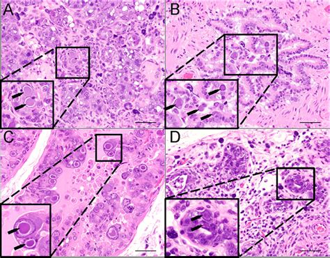 Hematoxylin And Eosin Hande Staining Of Multiple Organs In X Scid Rats