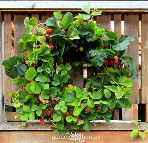 6 Creative Containers for Growing Strawberries | Strawberry plants ...