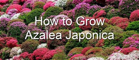 Azalea Japonica The Ultimate Guide To Growing Azalea Japonica