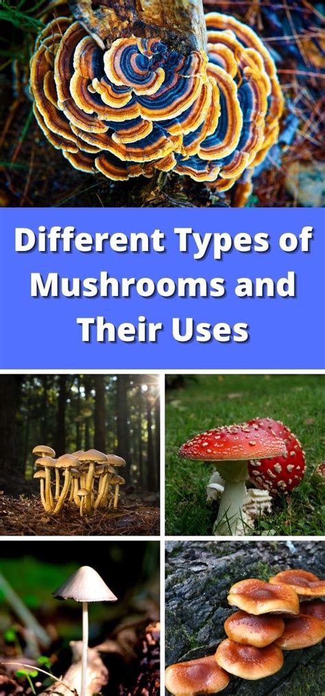 Different Types of Mushrooms and Their Uses - Mushroom Appreciation