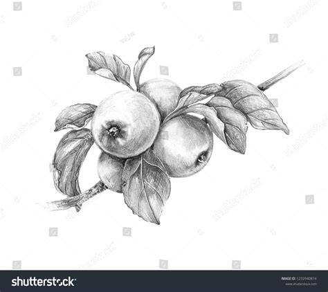 1,589 Apple Tree Pencil Drawing Images, Stock Photos & Vectors ...