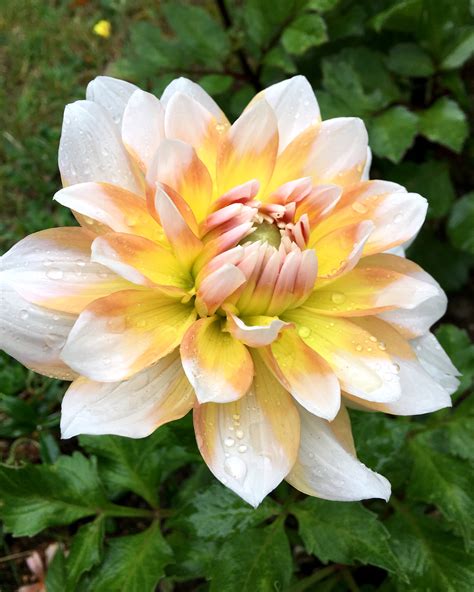 Dahlia 'Seattle' tubers — Buy online at Farmer Gracy UK