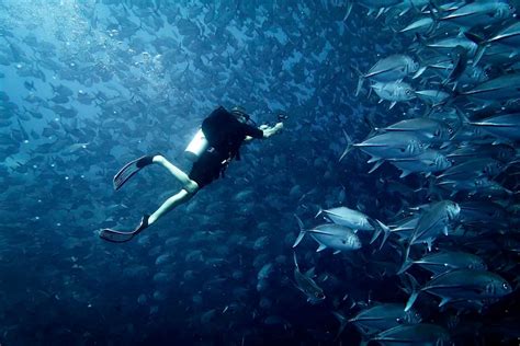 Balicasag Diving: Explore The Underwater Heaven Of Bohol, Philippines