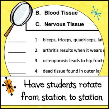 Lab Activity Identifying Tissues Under The Microscope Tpt