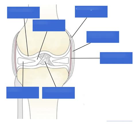 Synovial Joint Structure Diagram Quizlet