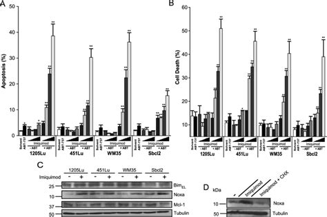 Synergistic Killing Of Melanoma Cells By Imiquimod And Abt Lu