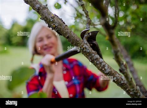 Senior Woman Gardening In Summer Cutting Branches And Pruning Fruit