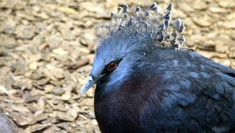 Fun Victoria Crowned Pigeon Facts For Kids | Kidadl