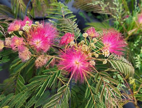 Albizia julibrissin Arbre à soie rouge