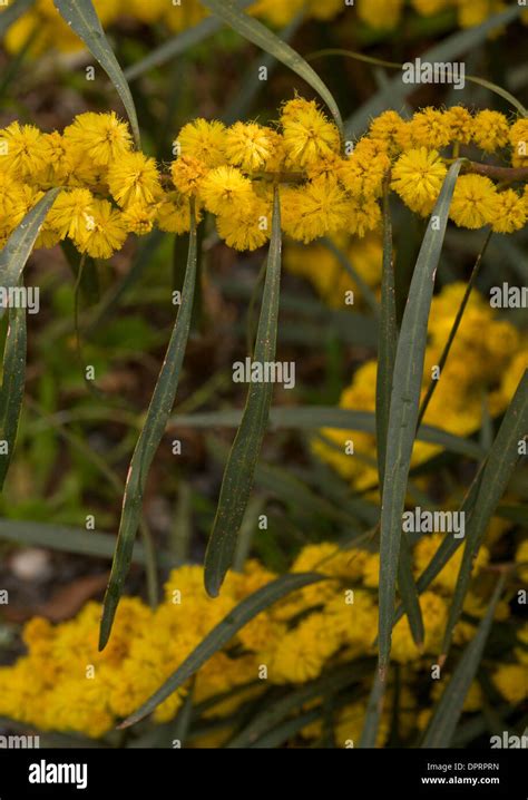 Blue Leafed Wattle Western Australian Golden Wattle Acacia Saligna