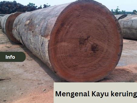 mengenal kayu keruing - Supplier Lantai Kayu Berkualitas Terbaik