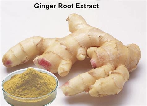 Anti Bacteria 1 Gingerols Ginger Root Extract Powder China Ginger